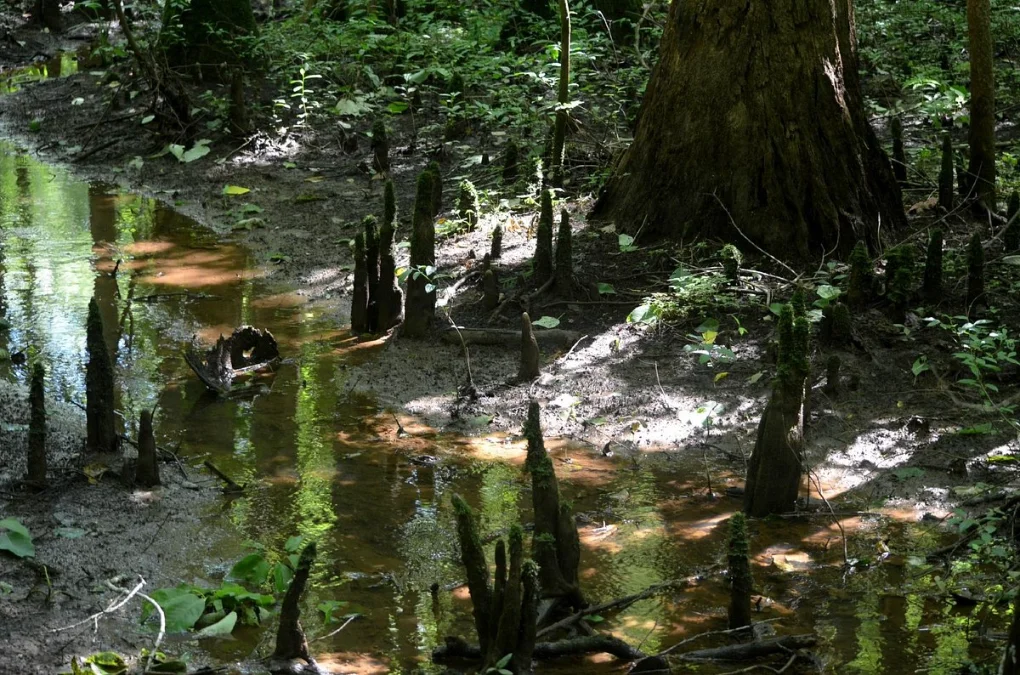 Cypress Grove Nature Park Cypress Grove Nature Park